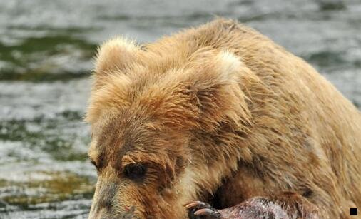 一浅粉象啤酒酒精度