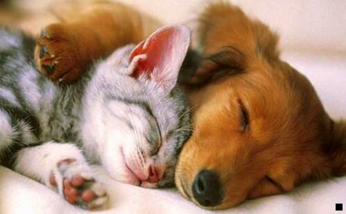 三2020做粉象还是花生