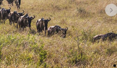 一粉象生活套路升级找fxsh33
