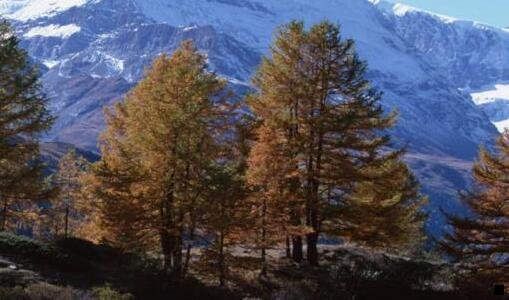 三粉象生活新手教程视频