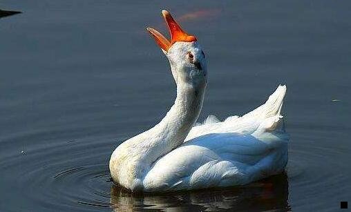 一泰国粉色大象博物馆在哪里