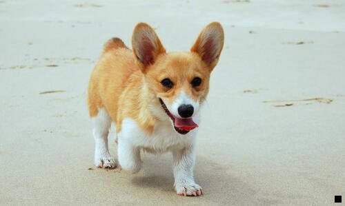 三粉象生活到底靠谱吗