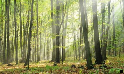 二有人做粉象生活赚钱了吗