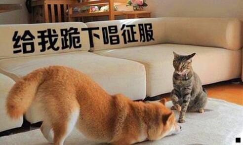 一象粉生活是什么