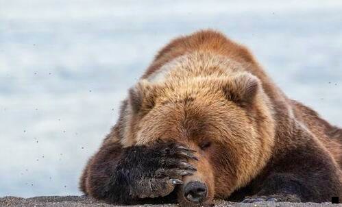 一美逛粉象花生日记佣金对比