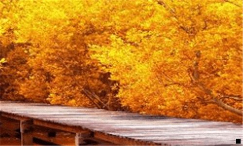 一林粉象生活怎么做