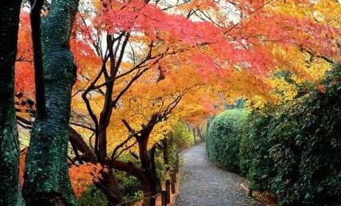 二粉象生活佣金分配图