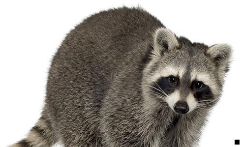 三粉象生活广告图片