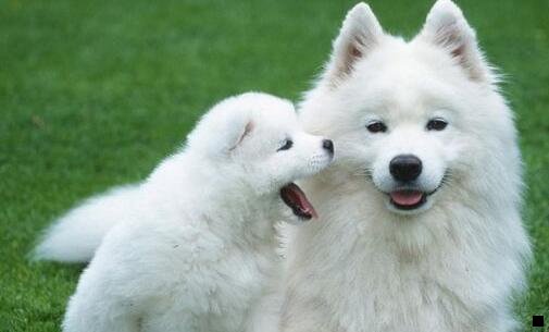三星巴克咖啡粉推荐