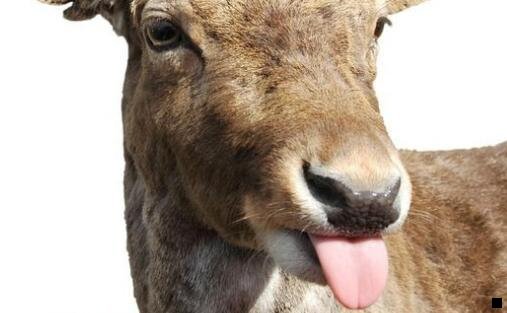 一粉象生活邀请码y壹559252