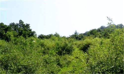 二北京粉象家科技