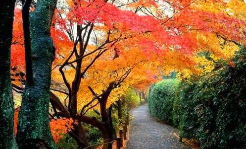 二粉象一般人能喝几瓶