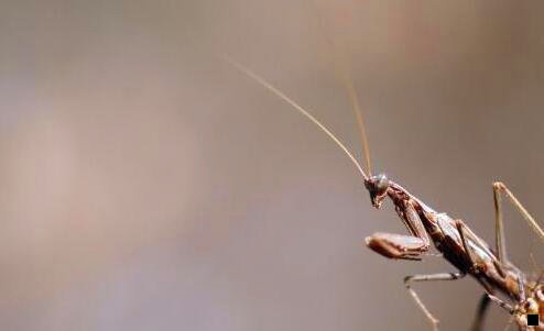 二淘宝联盟跟粉象生活佣金比较