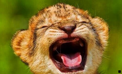 一粉象日入过千是真的吗