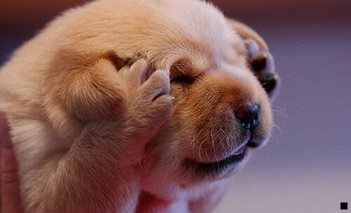 三粉象生活原始邀请id