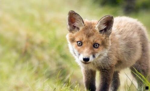 二粉瓶茅台多少钱一瓶