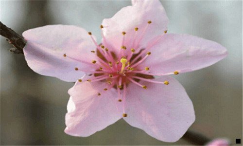 二粉象生活这个软件有风险吗