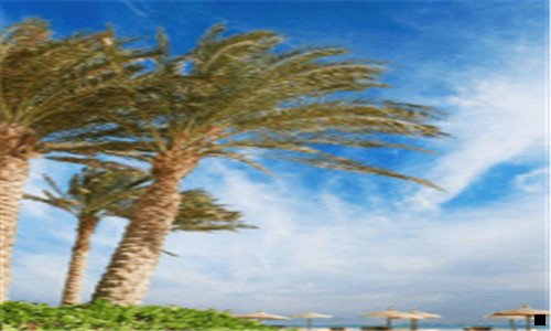 一做粉象还是做花生