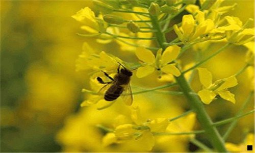 一粉象生活是设么