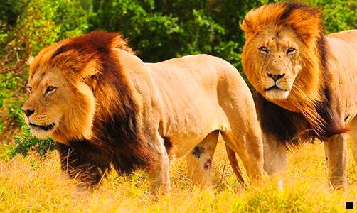 二孜然粉配方比例