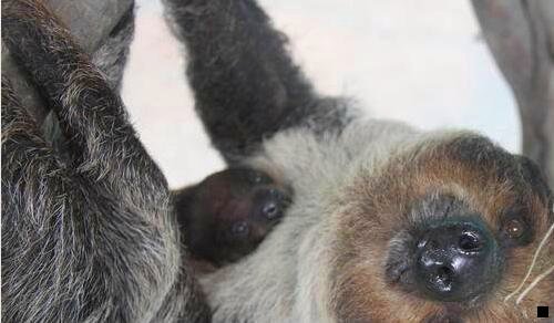 三粉象生活怎么推荐给别人