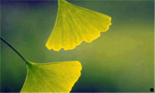 三灵芝孢子粉的禁忌