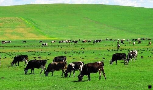 二啤酒上有个大象是什么酒