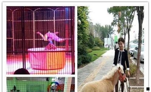 三小粉象啤酒少女杀手