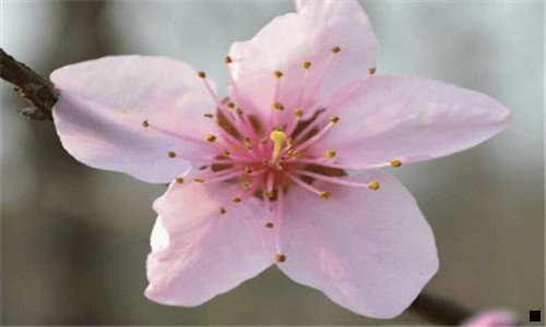 三神象面粉价格