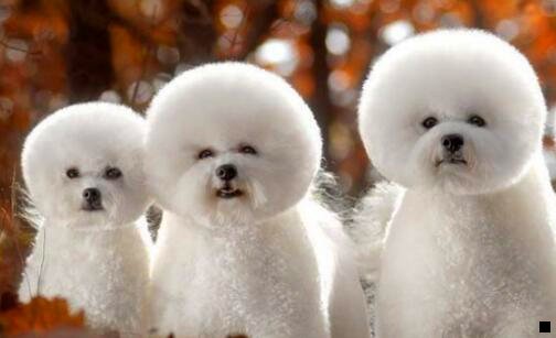 二花生粉象好省区别