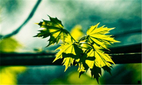 三从粉象生活怎么对接到闲鱼