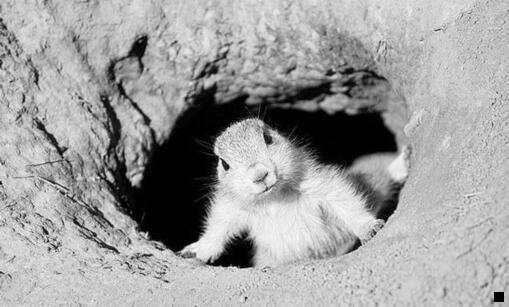 一粉象官方网站