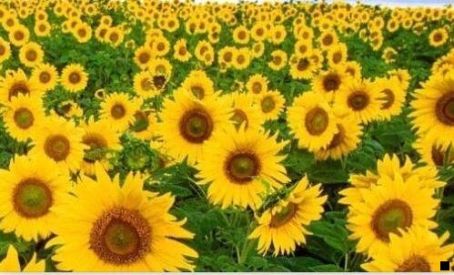 一花生日记比粉象生活佣金低