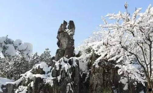 一泰国粉象代表什么