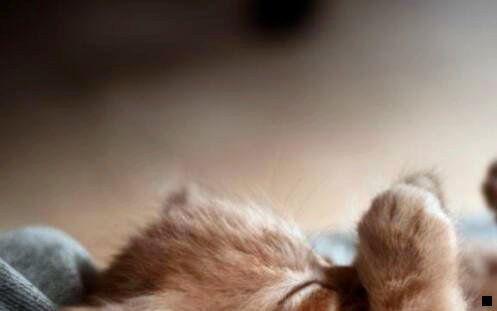 二粉象生活是真的假的