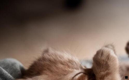 三粉象生活邀请码靠谱写325922