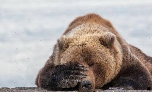 二淘宝联盟和粉象生活的区别