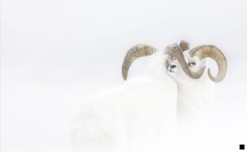 三粉象生活是个什么东西