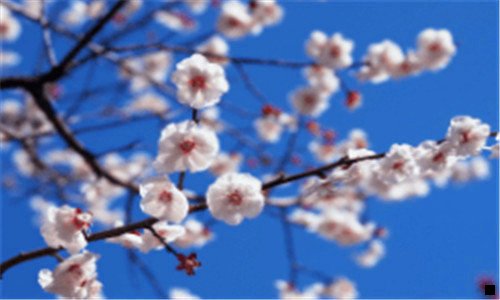 二粉象生活邀请人