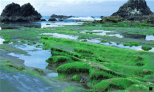 一小粉象和浅粉象