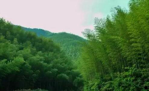 二粉象是什么平台