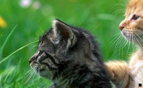 三粉象生活752583