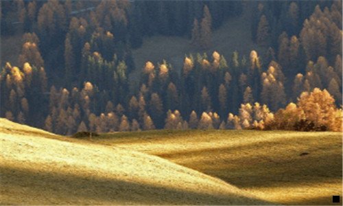 二神象野山参粉最多吃几盒