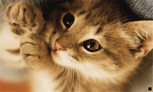 二做的猪肝粉为什么硬