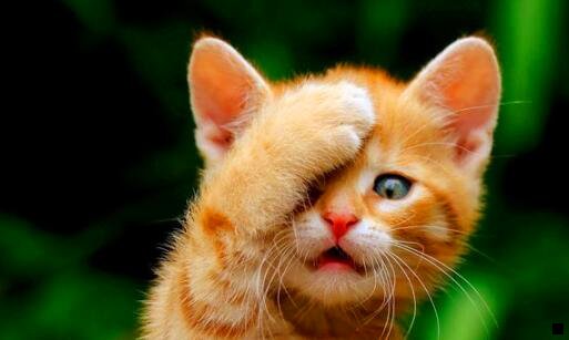 二粉象和淘宝联盟哪个佣金高