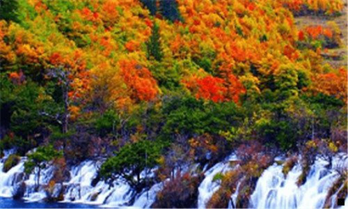 三神象牌野山参粉的功效