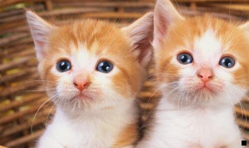 三樱桃粉象怎么样