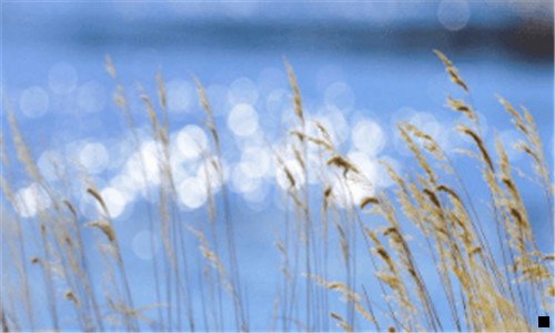 一深粉象啤酒罐装