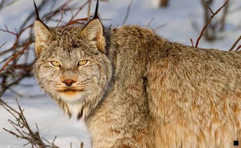 一粉象官方邀请码是多少