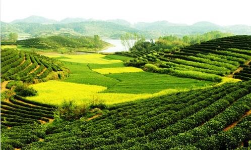 二浅粉象图片